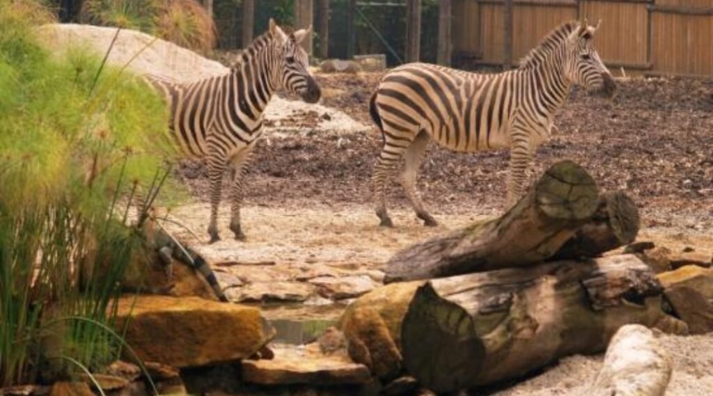 Zoológico de Medellín