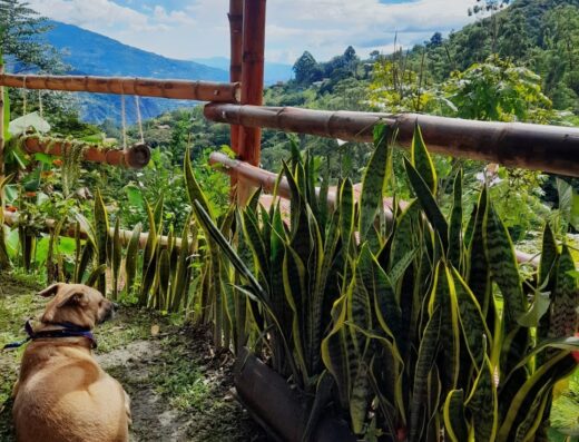Glamping Ananda